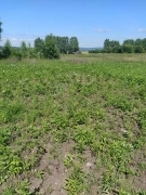 Участок, 20 сот., ИЖС